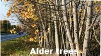 Alder trees